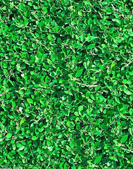 標(biāo)題：地毯草
瀏覽次數(shù)：2820
發(fā)表時(shí)間：2017-11-02