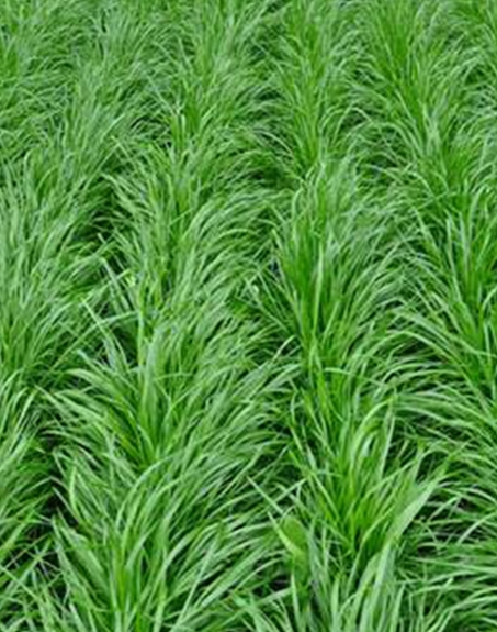 標題：多年生黑麥草
瀏覽次數：2782
發表時間：2017-11-02