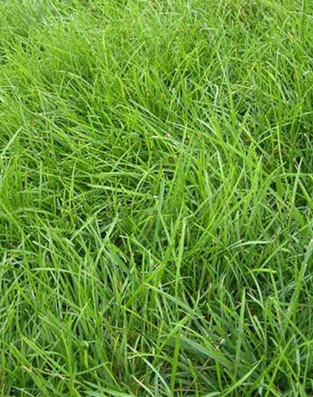 標題：高羊茅
瀏覽次數：3242
發表時間：2017-11-02