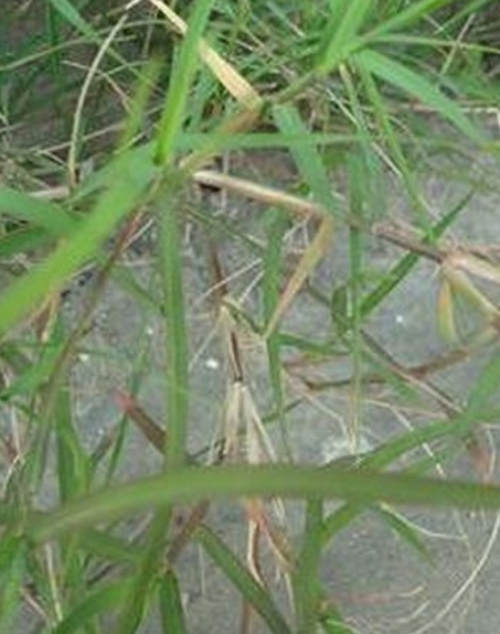 標題：狗牙根
瀏覽次數：2958
發表時間：2017-11-02