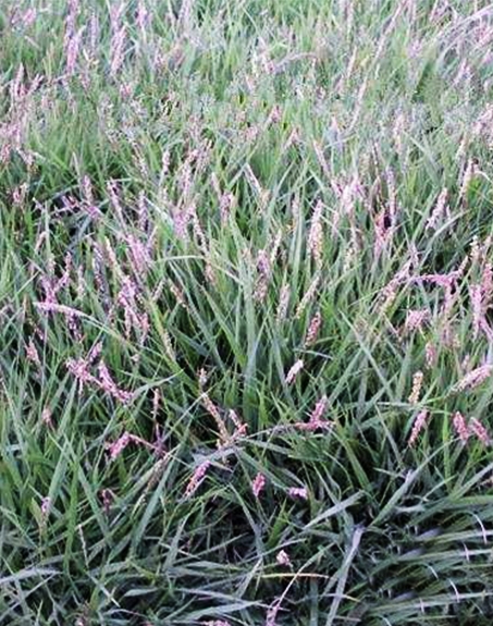 標題：結縷草
瀏覽次數：4151
發表時間：2017-11-02