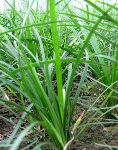 標題:麥冬
瀏覽次數:4183
發表時間:2017-11-02