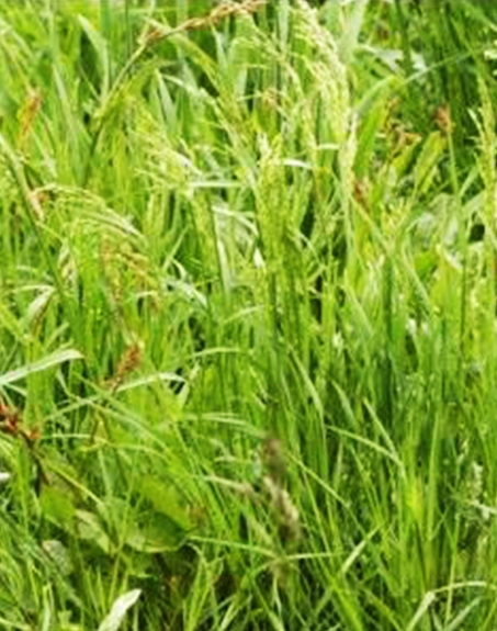 標題：普通早熟禾
瀏覽次數：4171
發表時間：2017-11-02