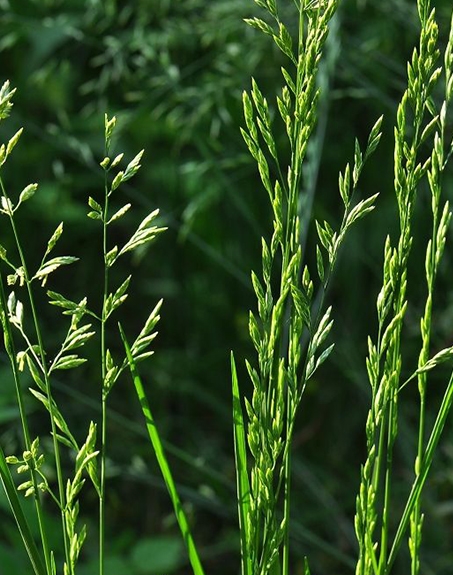 標題：葦狀羊茅
瀏覽次數：3813
發表時間：2017-11-02