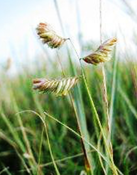 標題：野牛草
瀏覽次數：3345
發表時間：2017-11-02