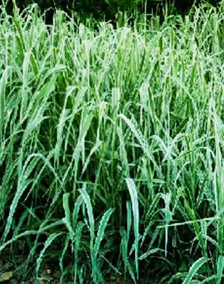 標題：紫羊茅
瀏覽次數：3492
發表時間：2017-11-02