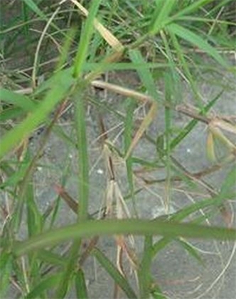 標題：狗牙根
瀏覽次數：2957
發表時間：2017-11-02