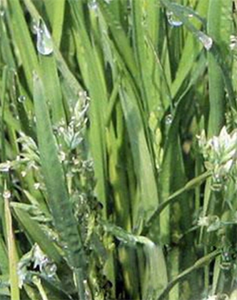 標題：剪股穎
瀏覽次數：2920
發表時間：2017-11-02