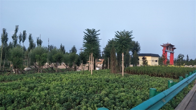 標(biāo)題：張家口經(jīng)開區(qū)腰站堡飲用水源地生態(tài)涵養(yǎng)綠化
瀏覽次數(shù)：3148
發(fā)表時(shí)間：2020-10-16