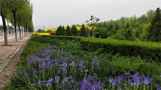 標(biāo)題：張家口經(jīng)開區(qū)秋季清水河生態(tài)綠廊建
瀏覽次數(shù)：2809
發(fā)表時(shí)間：2020-10-16