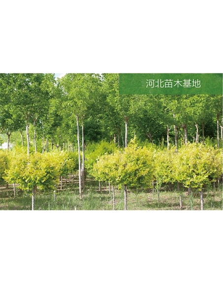 標題：苗木基地
瀏覽次數(shù)：2507
發(fā)表時間：2020-10-17