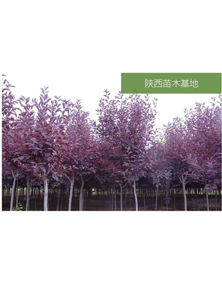 標題：苗木基地
瀏覽次數：2526
發表時間：2020-10-17