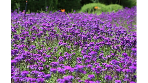 標(biāo)題：烏蘭木倫河景觀項(xiàng)目
瀏覽次數(shù)：18184
發(fā)表時(shí)間：2020-10-17