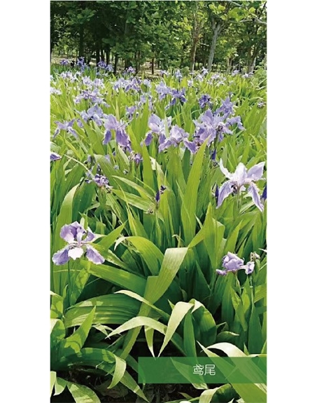 標題：地被
瀏覽次數：1839
發表時間：2020-10-17