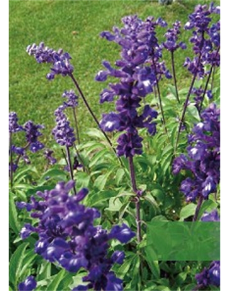 標題：地被
瀏覽次數：1926
發表時間：2020-10-17