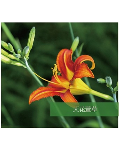 標題：地被
瀏覽次數：1840
發表時間：2020-10-17