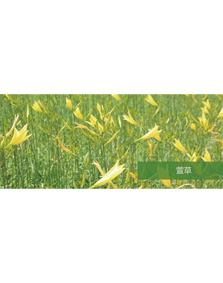 標(biāo)題：地被
瀏覽次數(shù)：1954
發(fā)表時(shí)間：2020-10-17