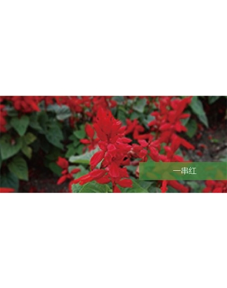 標題：地被
瀏覽次數：2206
發表時間：2020-10-17