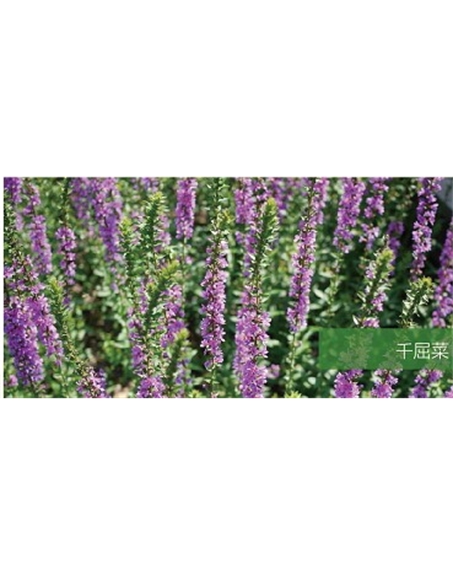 標題：地被
瀏覽次數(shù)：2228
發(fā)表時間：2020-10-17