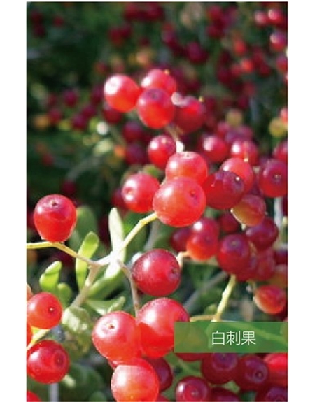 標題：名貴樹種
瀏覽次數(shù)：1835
發(fā)表時間：2020-10-17