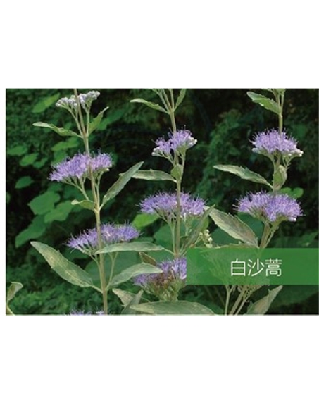 標題：名貴樹種
瀏覽次數(shù)：1769
發(fā)表時間：2020-10-17