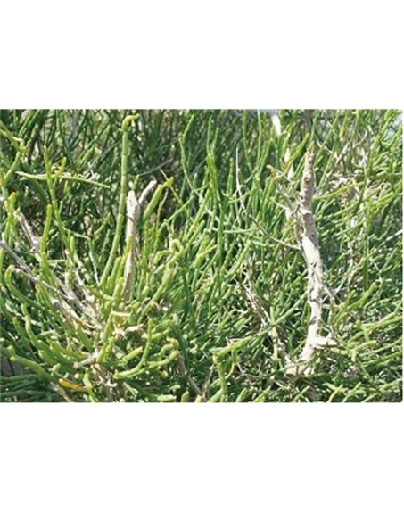 標題：名貴樹種
瀏覽次數：1971
發表時間：2020-10-17