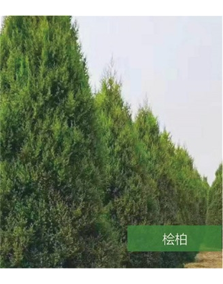 標題：名貴樹種
瀏覽次數：1744
發表時間：2020-10-17
