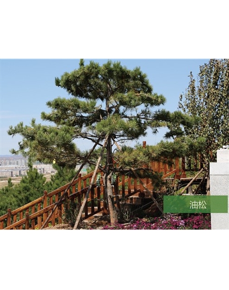 標(biāo)題：名貴樹種
瀏覽次數(shù)：1798
發(fā)表時間：2020-10-17