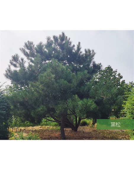 標題：名貴樹種
瀏覽次數：2450
發表時間：2020-10-17