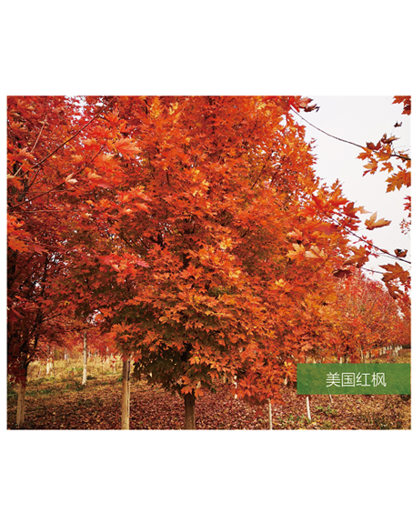 標題：名貴樹種
瀏覽次數：2358
發表時間：2020-10-17