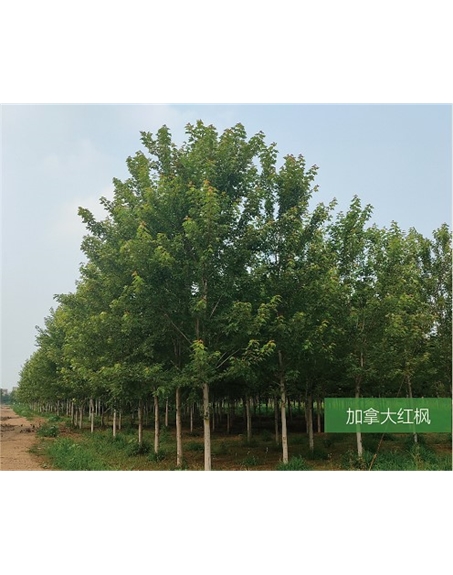 標題：名貴樹種
瀏覽次數：2139
發表時間：2020-10-17