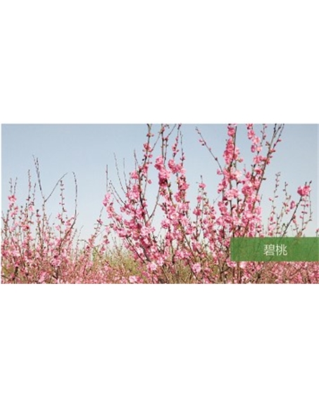 標題：喬灌木
瀏覽次數：1753
發表時間：2020-10-17