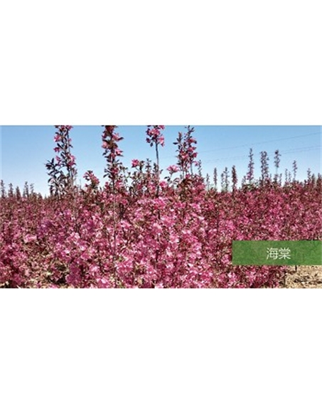 標題：喬灌木
瀏覽次數：1911
發表時間：2020-10-17