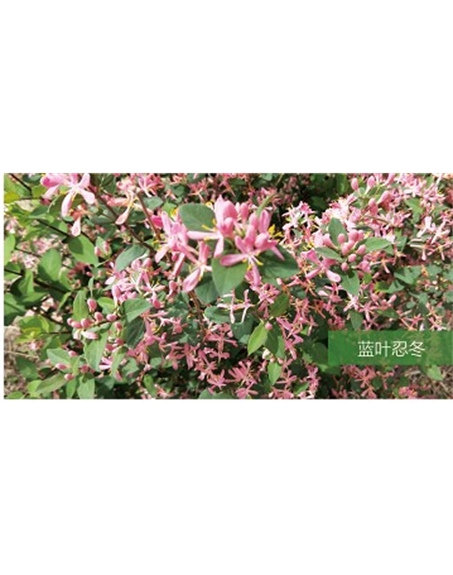 標題：喬灌木
瀏覽次數(shù)：1745
發(fā)表時間：2020-10-17