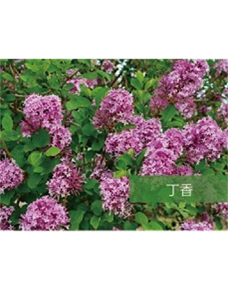 標(biāo)題：喬灌木
瀏覽次數(shù)：1721
發(fā)表時間：2020-10-17