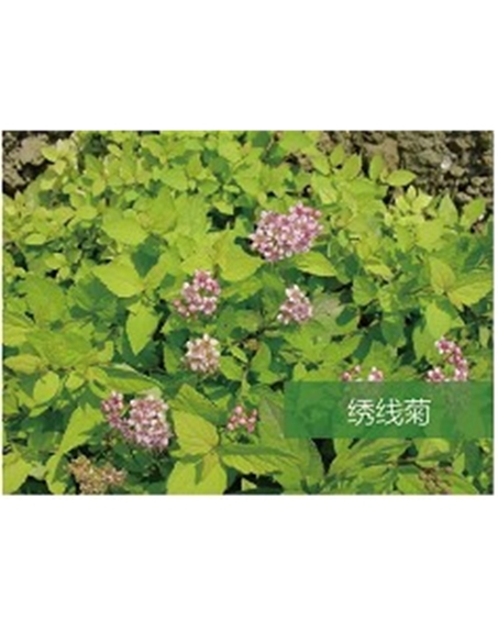 標(biāo)題:?jiǎn)坦嗄?瀏覽次數(shù):1935
發(fā)表時(shí)間:2020-10-17