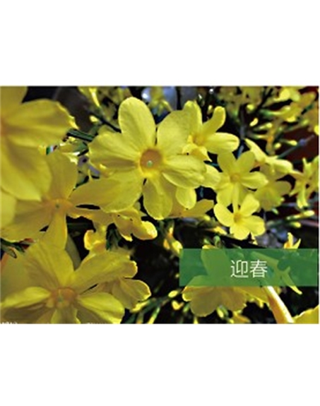 標題：喬灌木
瀏覽次數：1752
發表時間：2020-10-17