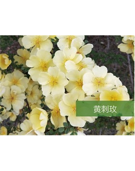 標題：喬灌木
瀏覽次數：1744
發表時間：2020-10-17