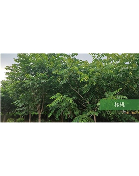 標題：喬灌木
瀏覽次數：1807
發表時間：2020-10-17