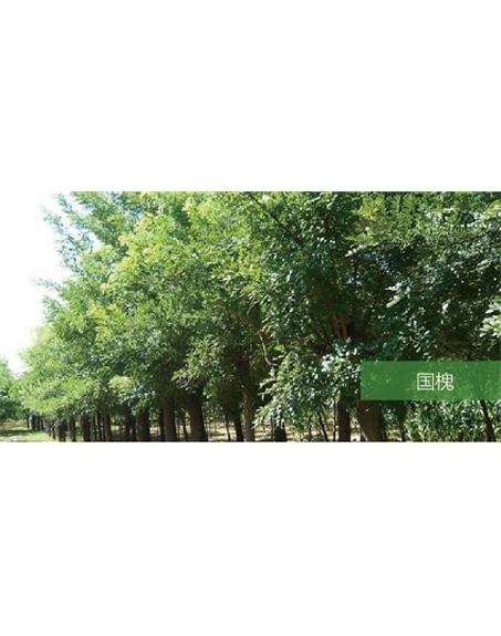 標題：喬灌木
瀏覽次數：1991
發表時間：2020-10-17