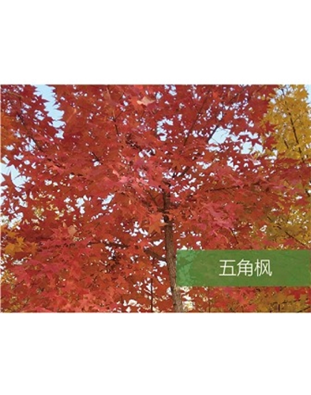 標題：喬灌木
瀏覽次數：1882
發表時間：2020-10-17