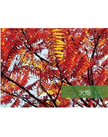 標(biāo)題:?jiǎn)坦嗄?瀏覽次數(shù):1821
發(fā)表時(shí)間:2020-10-17