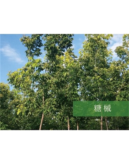 標題：喬灌木
瀏覽次數：2532
發表時間：2020-10-17