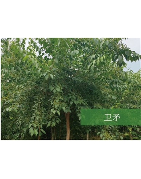 標(biāo)題:?jiǎn)坦嗄?瀏覽次數(shù):2421
發(fā)表時(shí)間:2020-10-17