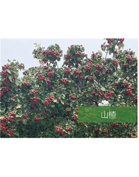 標題：喬灌木
瀏覽次數：2449
發表時間：2020-10-17