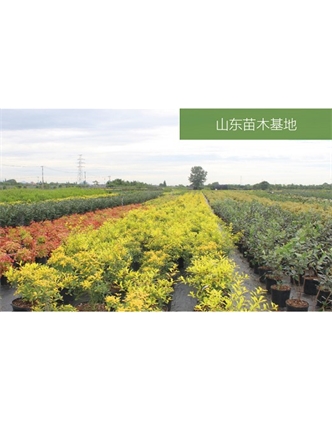 標題：苗木基地
瀏覽次數：2545
發表時間：2020-10-17