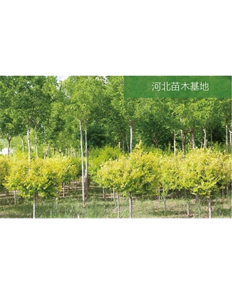 標題：苗木基地
瀏覽次數：2506
發表時間：2020-10-17