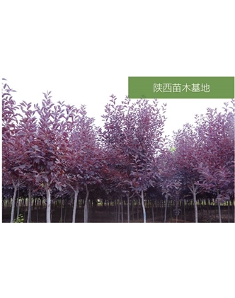 標題：苗木基地
瀏覽次數：2525
發表時間：2020-10-17