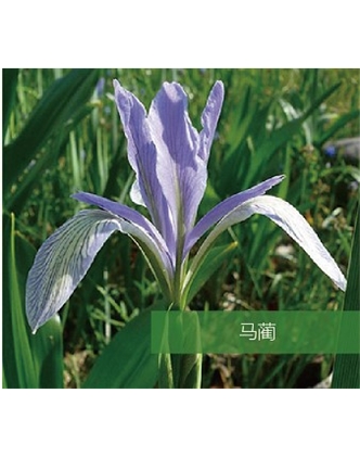 標題：地被
瀏覽次數：1862
發表時間：2020-10-17