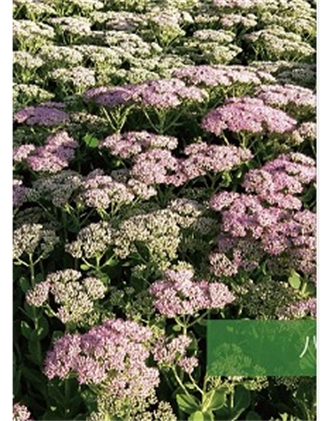 標題：地被
瀏覽次數：1917
發表時間：2020-10-17